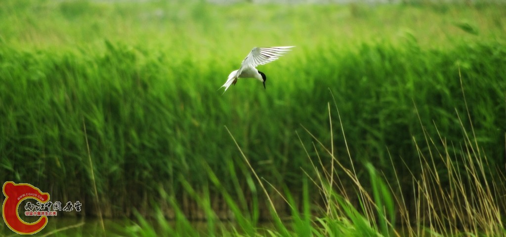 _IGP4819_conew1.jpg