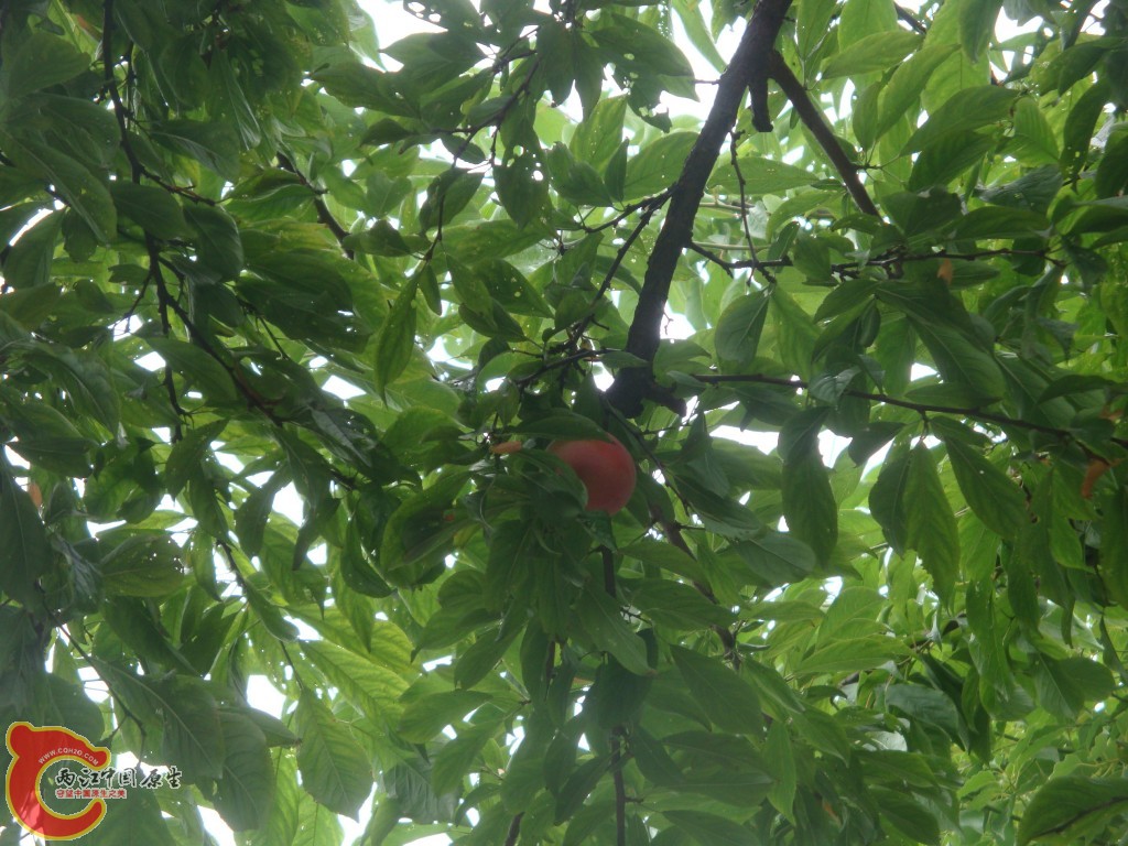 conew_dsc09642.jpg