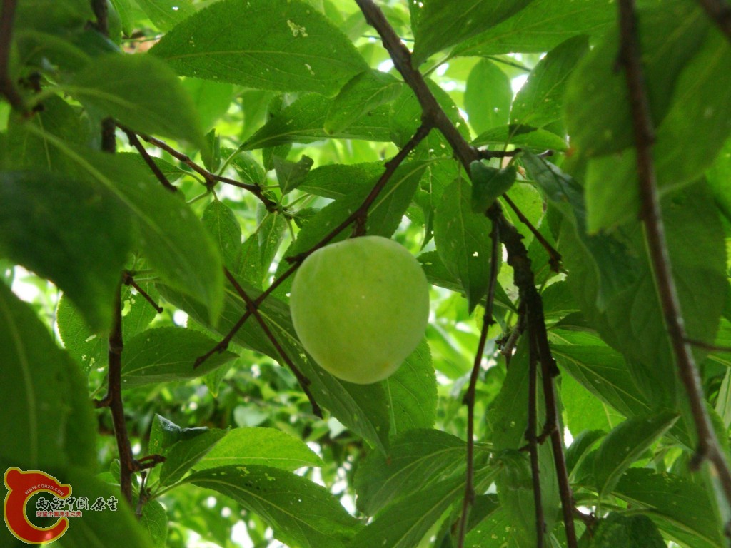 conew_dsc09658.jpg