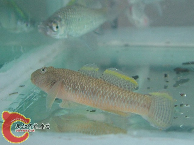 DSCF8267.jpg