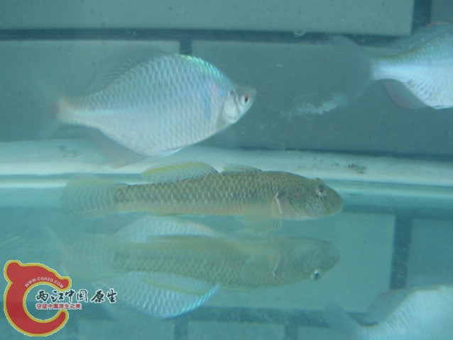 DSCF0719.jpg