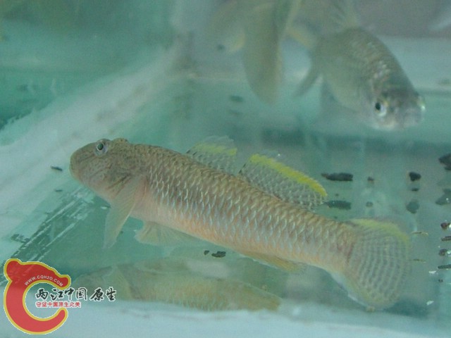 DSCF8266.jpg
