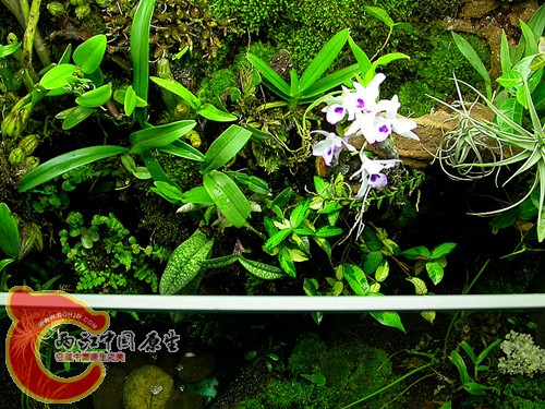 俯视-2011.06.06.jpg