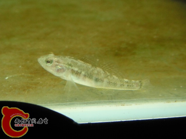 DSCF0727.jpg