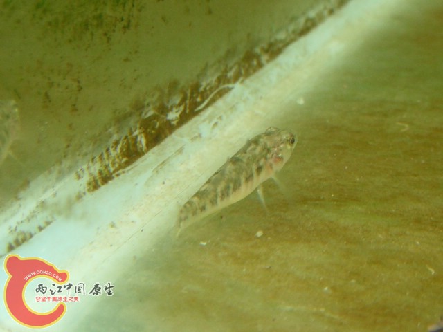DSCF0724.jpg