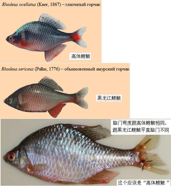 这个是高体鰟鮍.gif