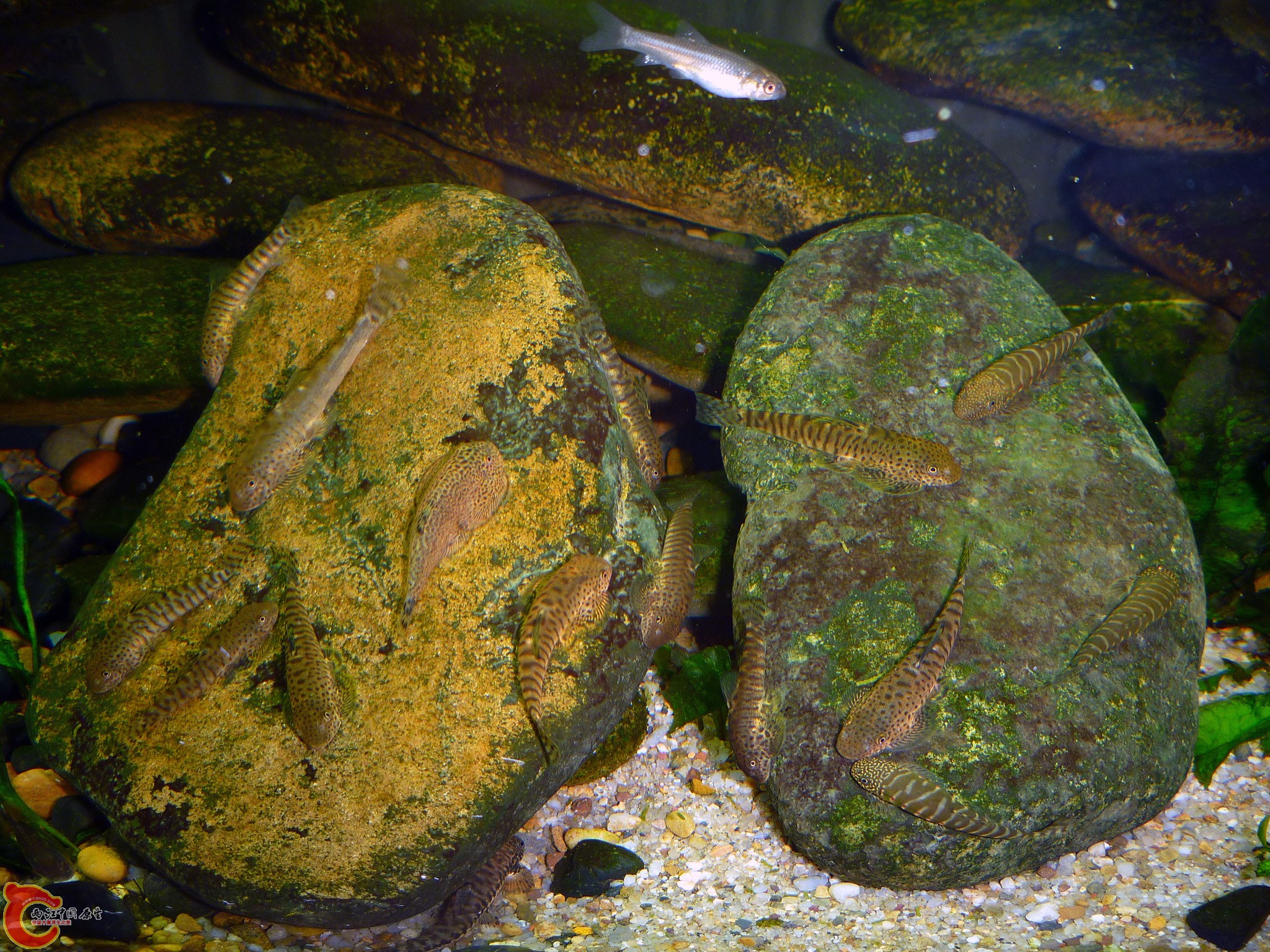 P1050739.JPG
