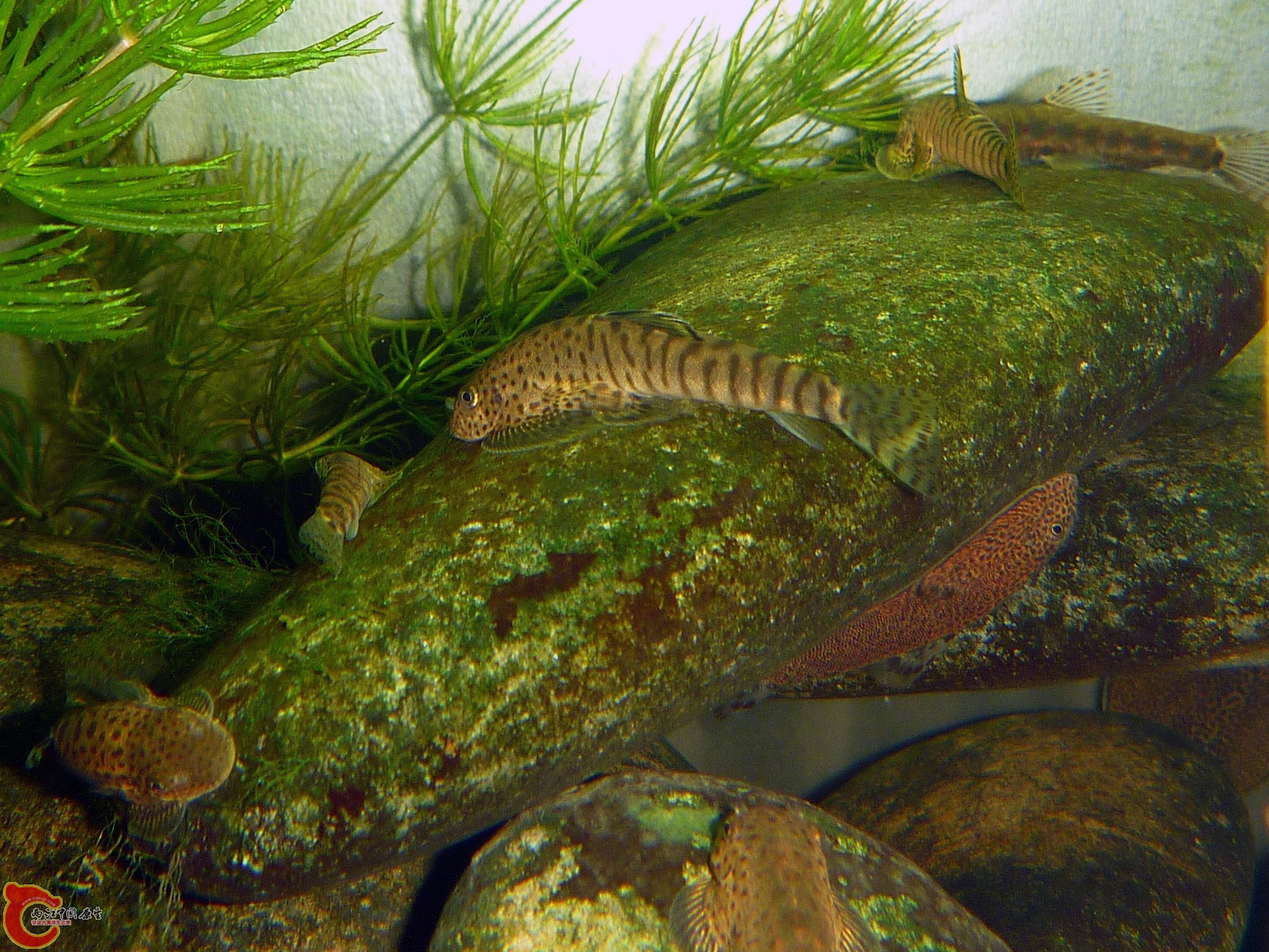 20110603-22.JPG
