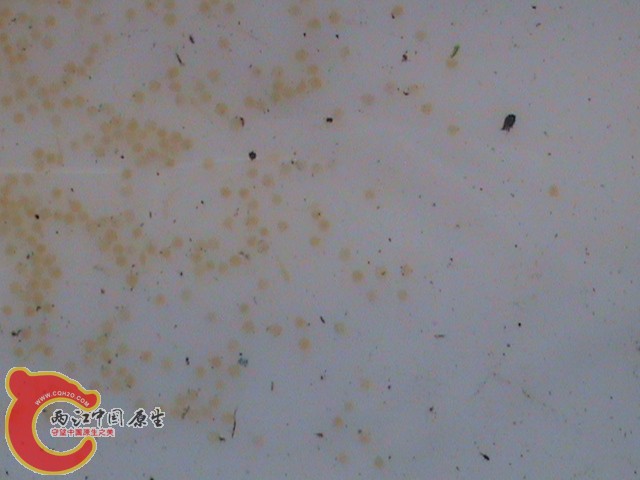 2011.06.10柳根鱼出膜C