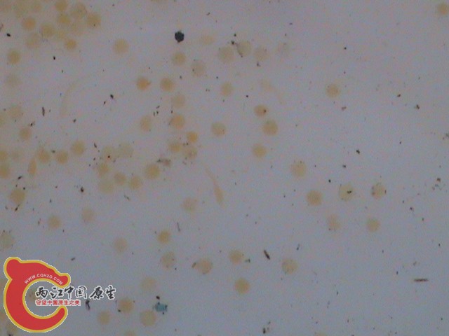 2011.06.10柳根A鱼出膜