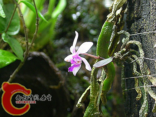 华西蝴蝶兰-2011.06.12.jpg
