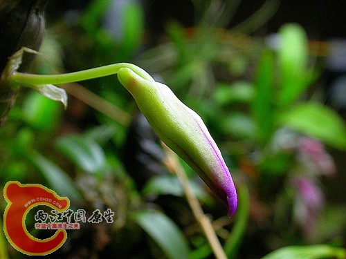 石斛花蕾.jpg