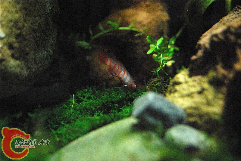DSC_0558_副本.jpg