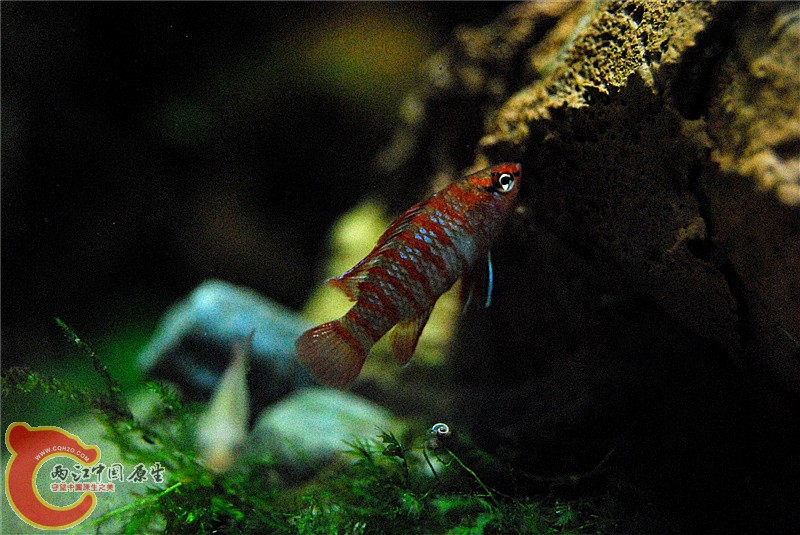 DSC_0532_副本.jpg