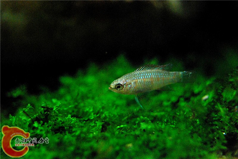 DSC_0541_副本.jpg