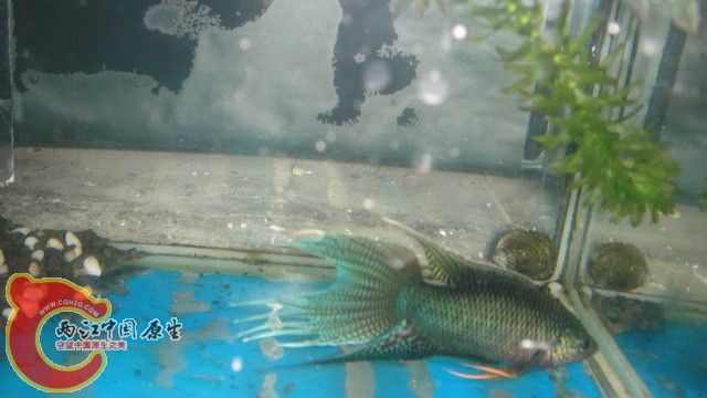 DSC05399_缩小大小.JPG