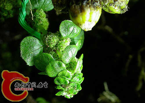 不知名植物-2011.06.14.jpg