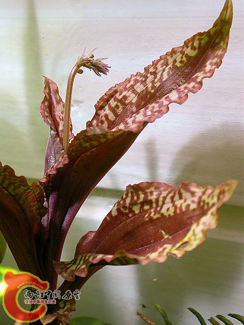 不知名植物-2011.06.14-1.jpg