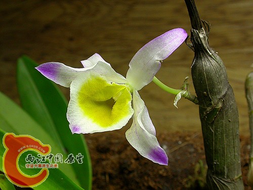 石斛花蕾-开花了2011.06.14.jpg