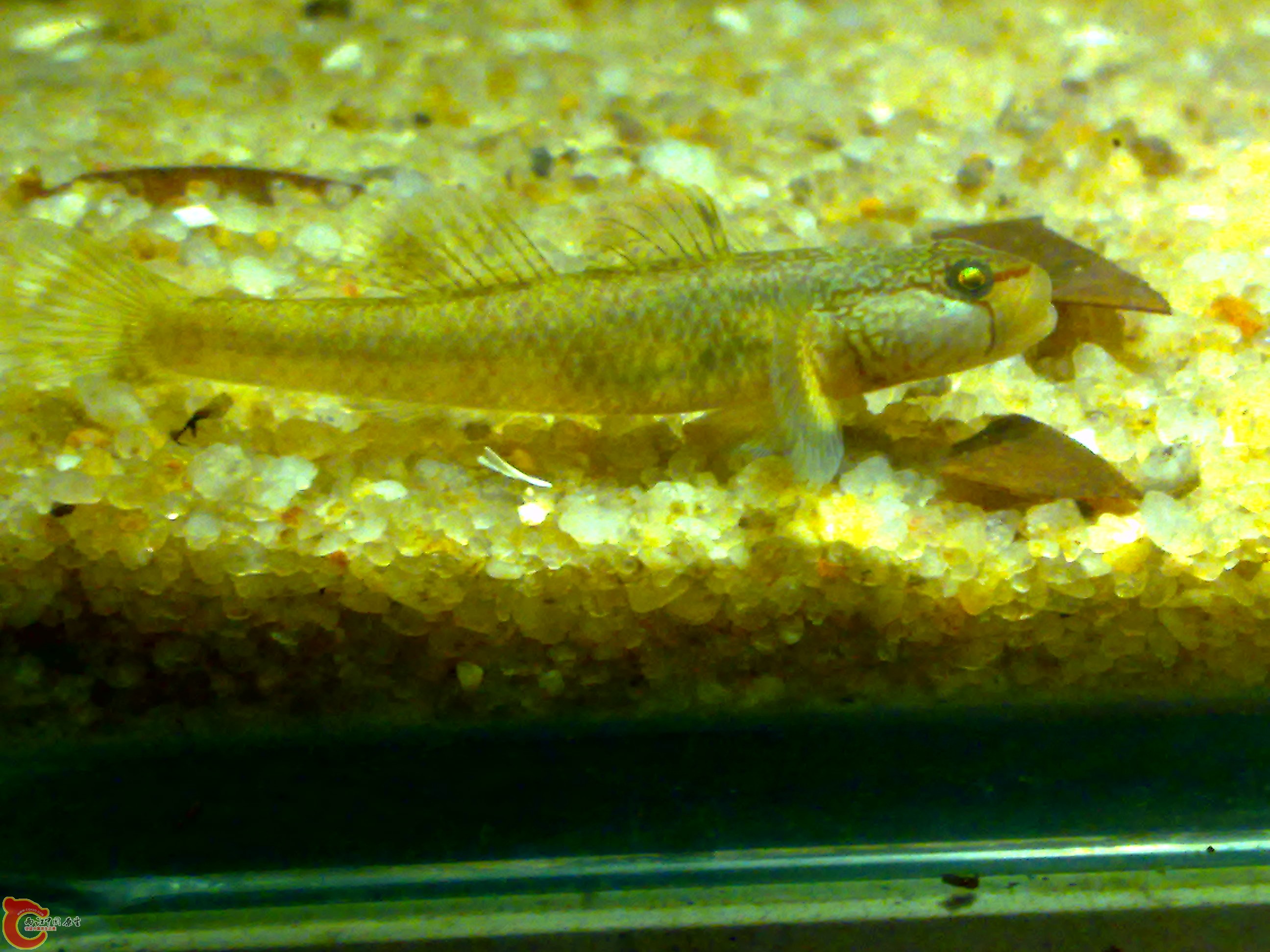 20110615599.jpg