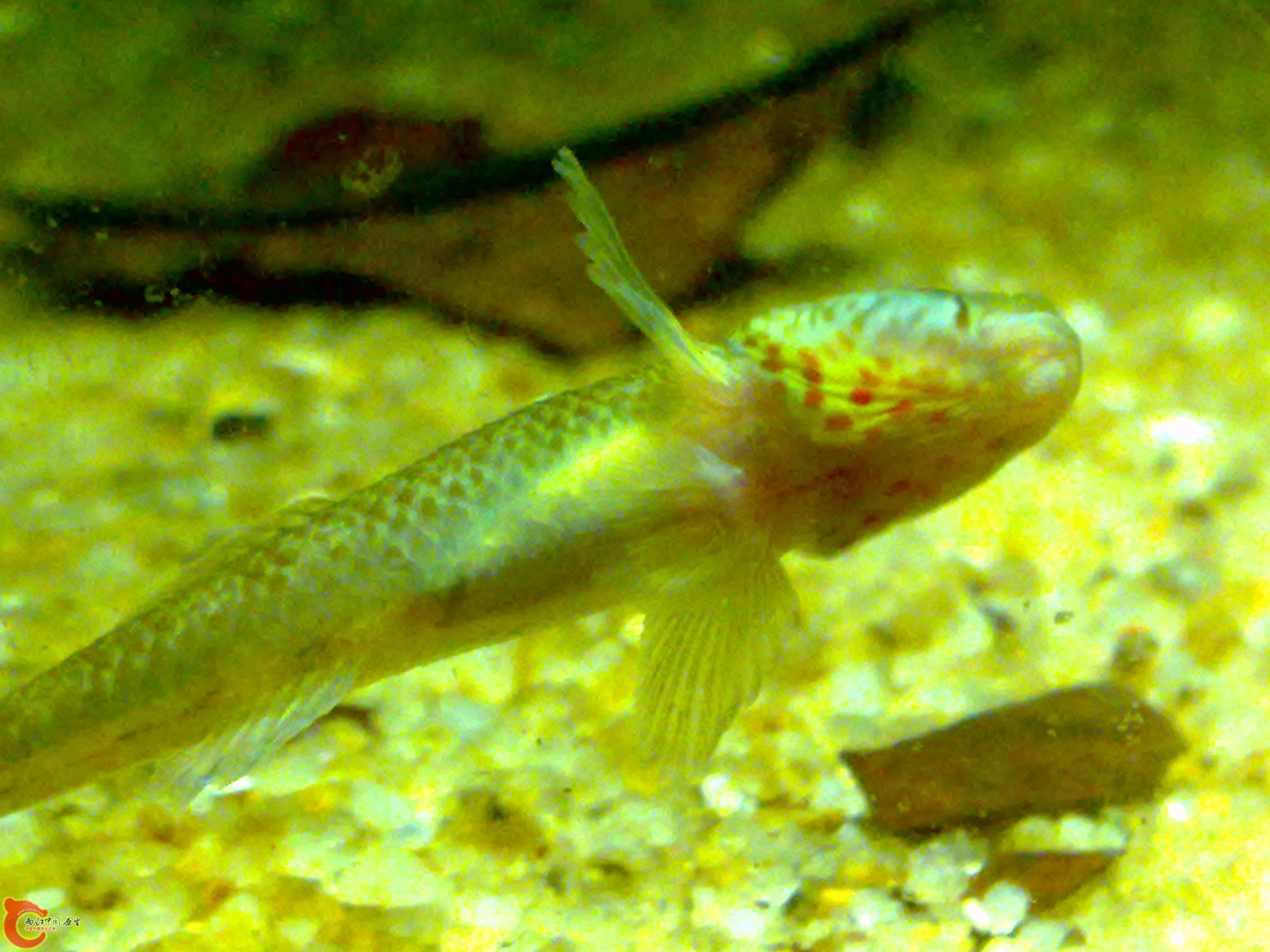 20110615602.jpg