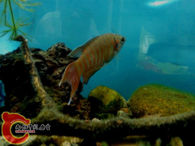 DSC01076.JPG