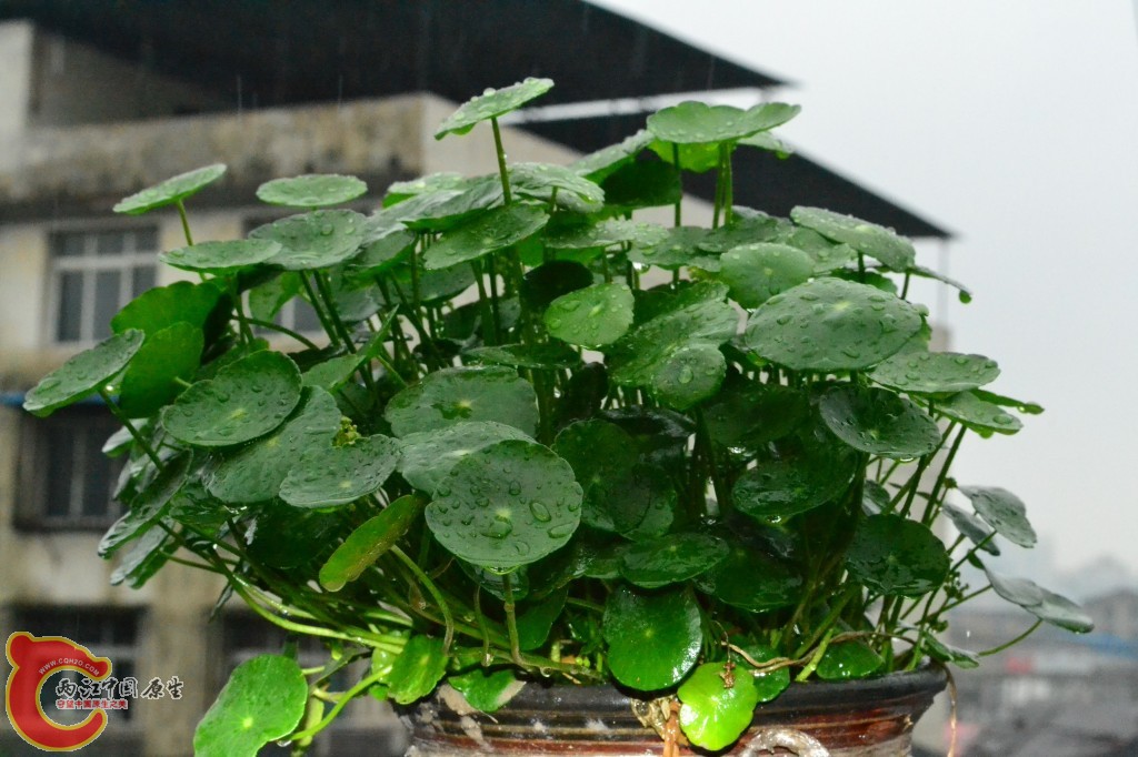 conew_20110614139.jpg