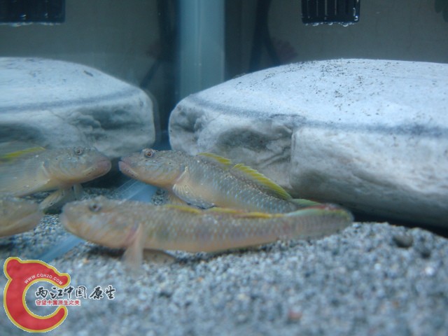 DSC01082.JPG