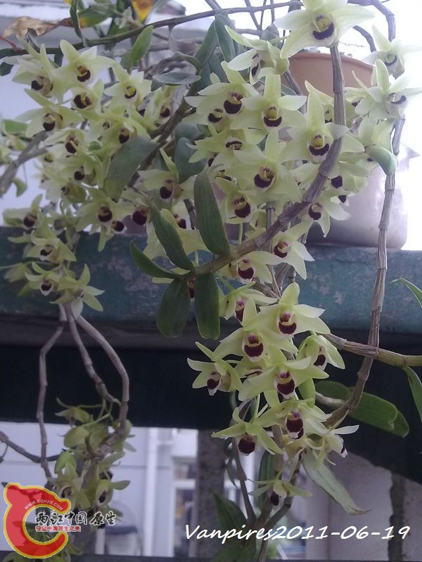20110619328　铁皮石斛.jpg