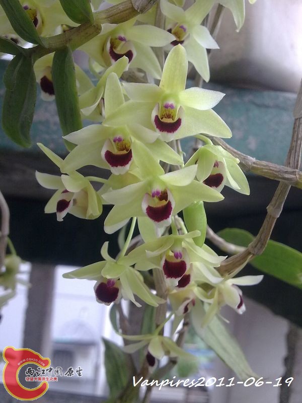 20110619344　铁皮石斛.jpg