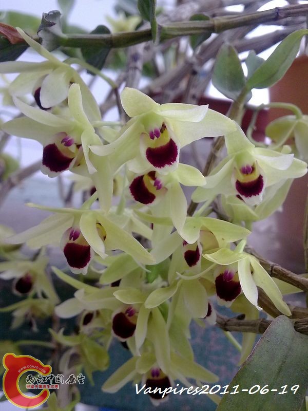 20110619348　铁皮石斛.jpg
