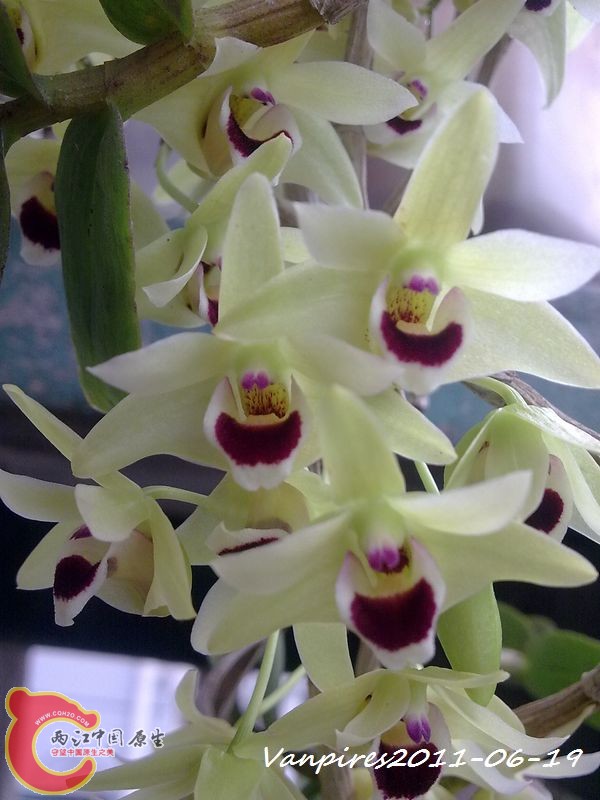 20110619353　铁皮石斛.jpg