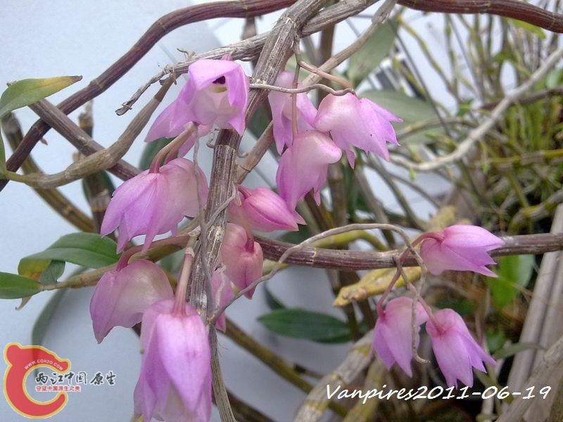 20110619354　钩状石斛.jpg