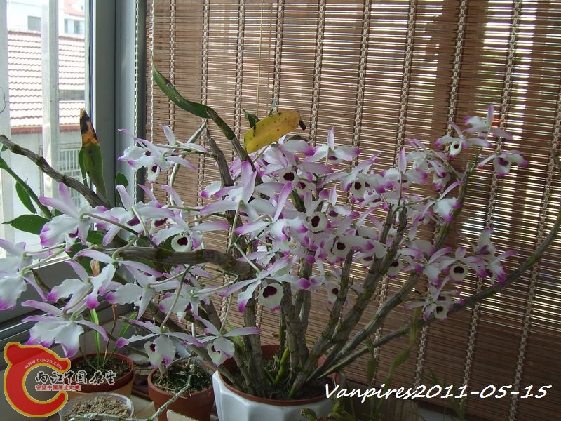 金钗石斛DSCF8555.JPG