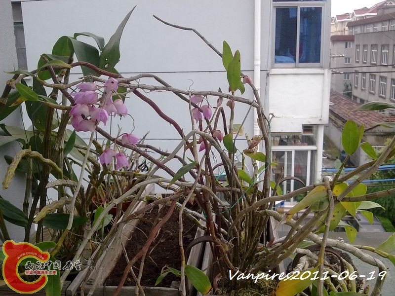 20110619360　阳台上的石斛.jpg