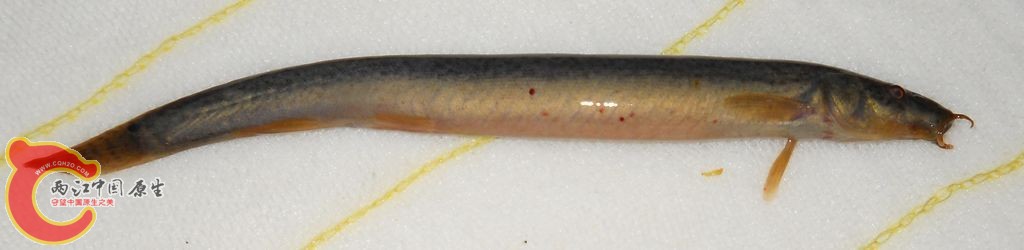 东安水库泥鳅鱼201106191.jpg