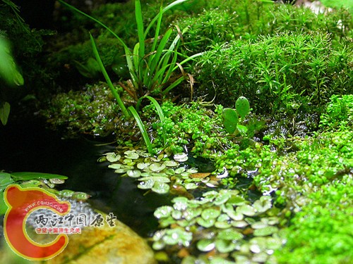 池塘浮萍-2011.06.19.jpg
