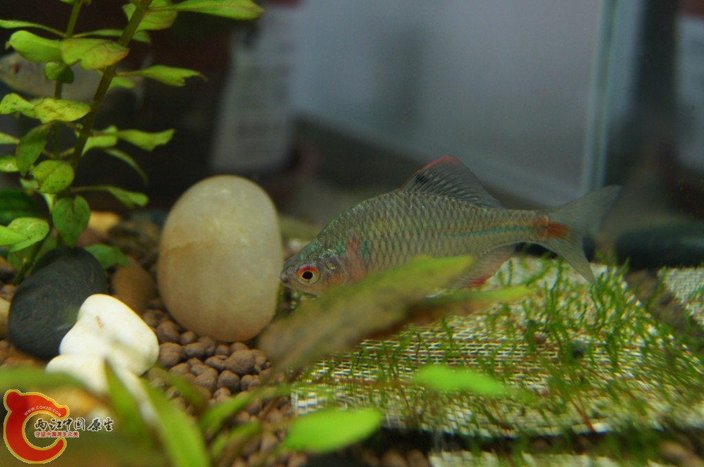 鰟皮2.JPG
