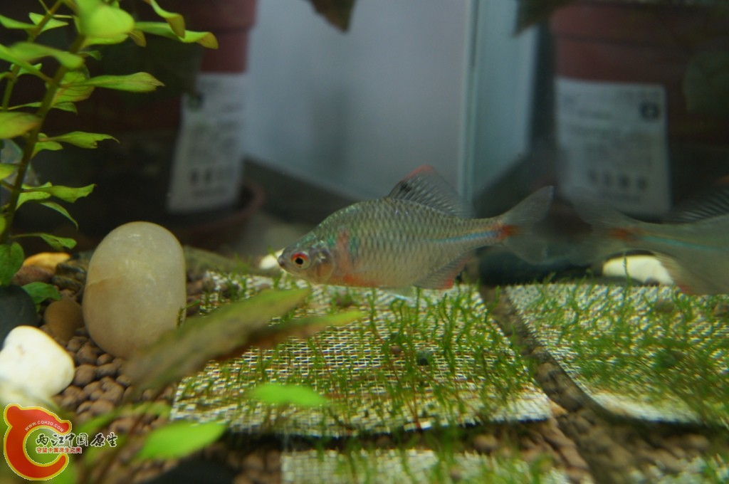 鰟皮1.JPG
