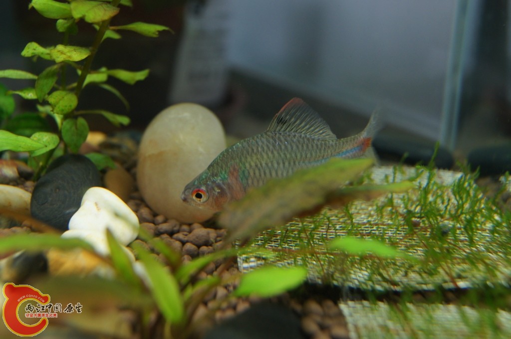 鰟皮3.JPG