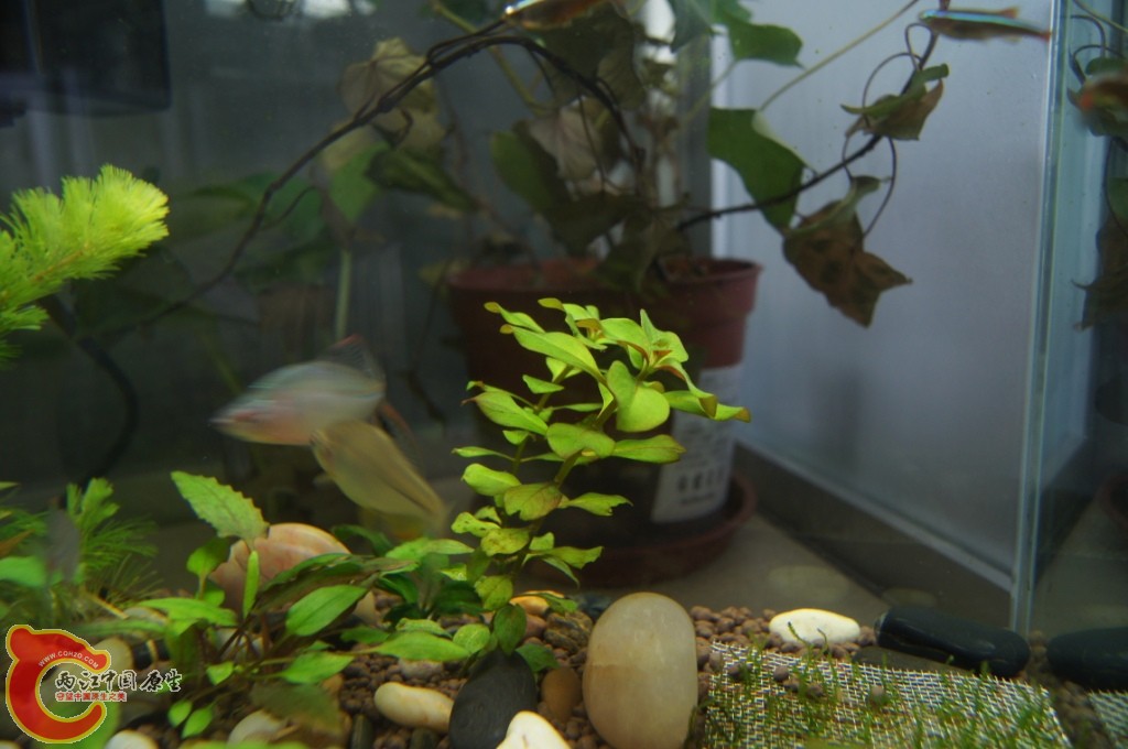 水草1.JPG