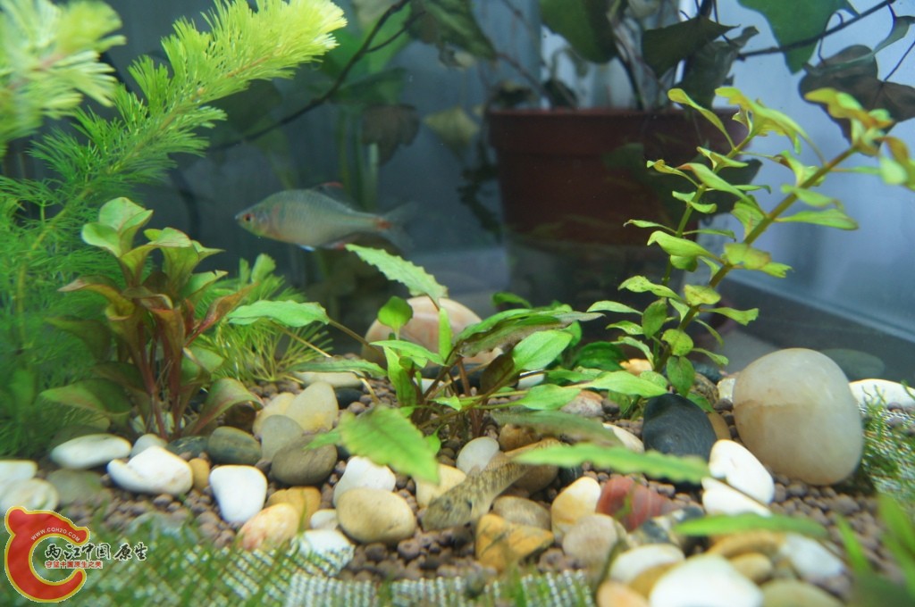 水草3.JPG