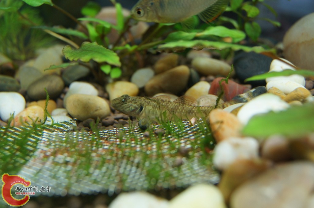 虾虎1.JPG