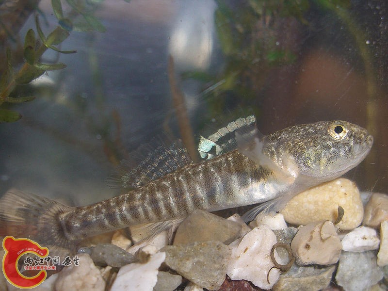 Europe Goby.jpg