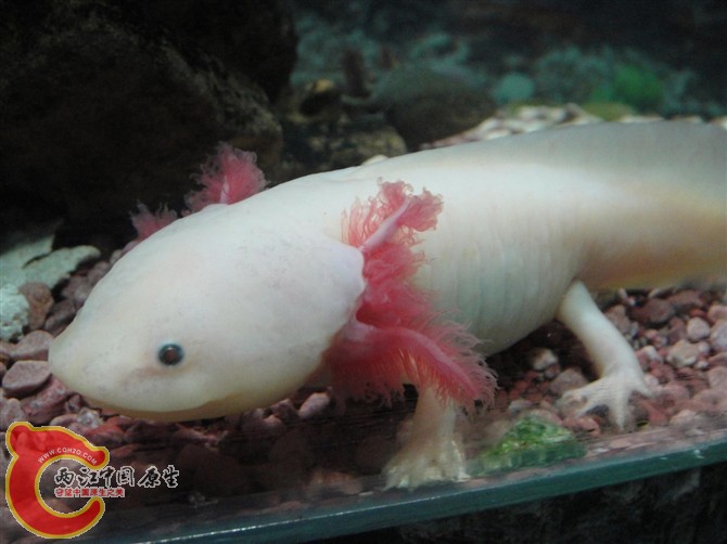 因长期不在家,转六角蝾螈几条.