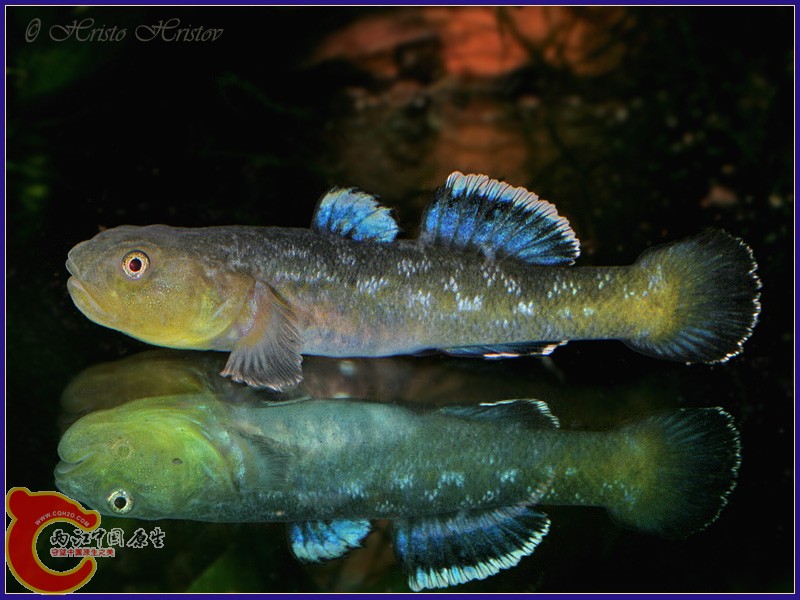 Australien Goby.jpg