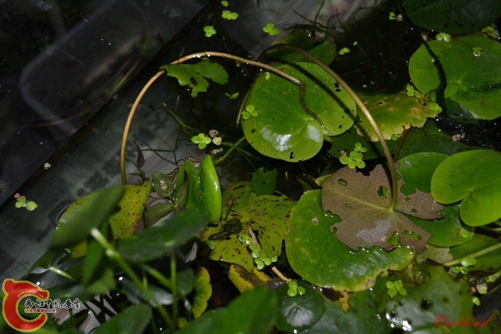 conew_20110625164.jpg