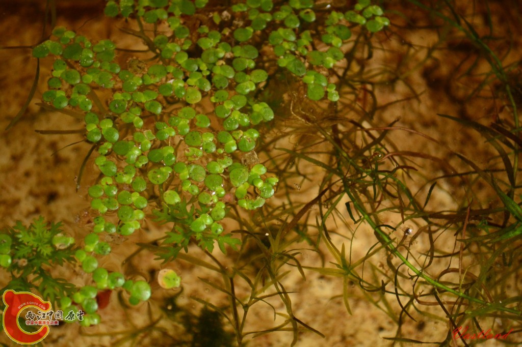 conew_20110626173.jpg