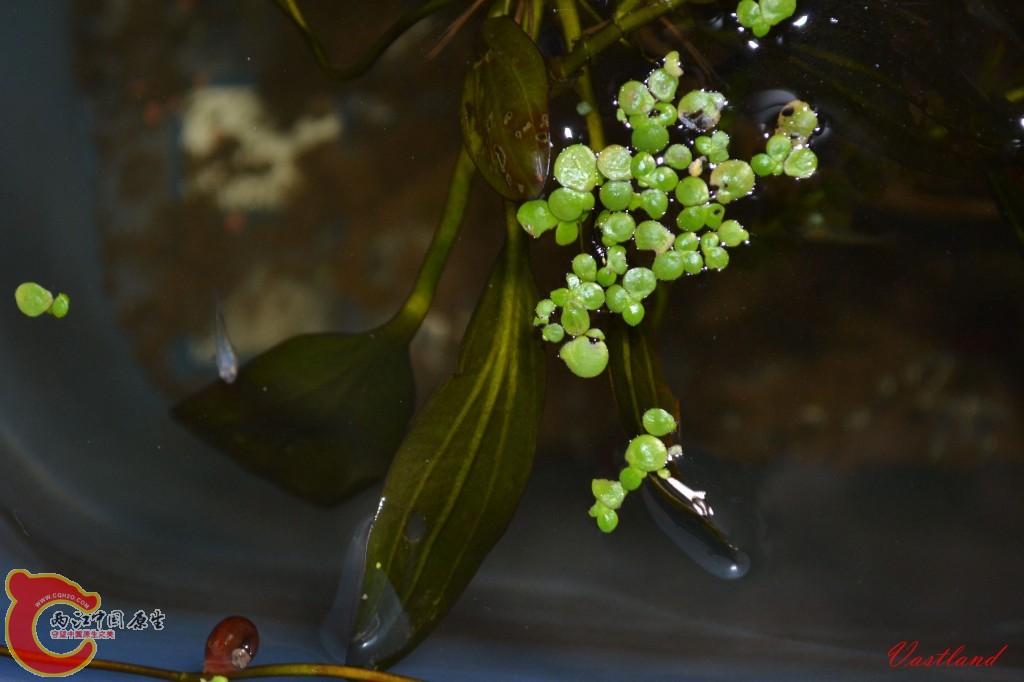 conew_20110626174.jpg