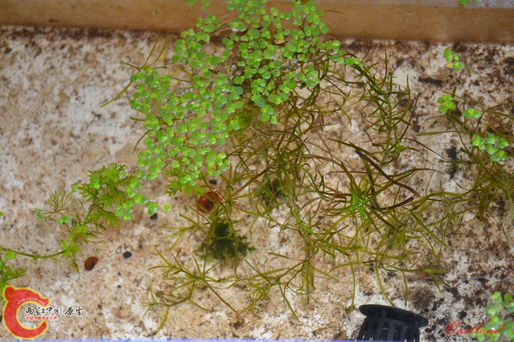 conew_20110626175.jpg